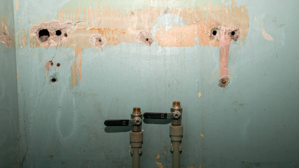 Best Carpet water damage restoration  in Collegedale, TN